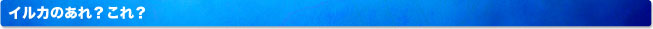 イルカのあれ？これ？