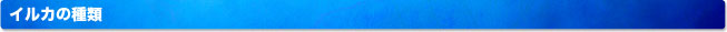 イルカの種類