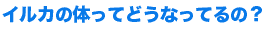 イルカの体ってどうなってるの？