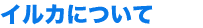イルカについて