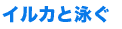 イルカと泳ぐ