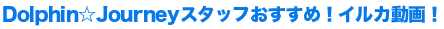 ドルフィンジャーニースタッフおすすめ！イルカ動画！